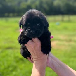 Jocie - Orange Girl- Yellow - Black female Miniature Schnauzer puppy in Oneonta, Alabama from Murphree Valley Kennels