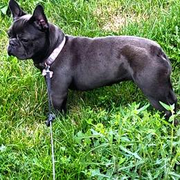 Azula - French Bulldog