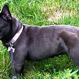 Azula - French Bulldog