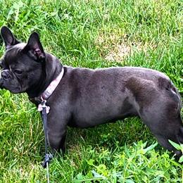 Azula - French Bulldog
