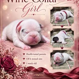 Wine collar girl - White and brindle female French Bulldog puppy in Polk City, Florida from Best Friend Frenchies, LLC