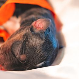 Australian Shepherd, Miniature Australian Shepherd, and Toy Australian Shepherd Puppies from Salty LeBlanc Aussies