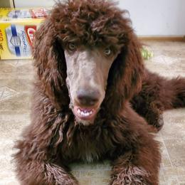 Poodles from Ponce de Leon Poodles