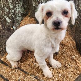 Sugar - Maltese