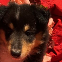 Emma - Black white and tan Collie puppy in Carencro, Louisiana from Cajun Bayou's Collies