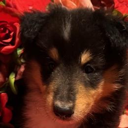 Emma - Black white and tan Collie puppy in Carencro, Louisiana from Cajun Bayou's Collies