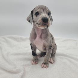 Cora - Merle female Great Dane puppy in Kannapolis, North Carolina from Carolina Great Danes & Toy Poodles