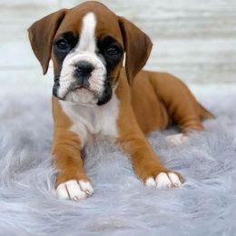 Boxer Puppies from von Ascalon