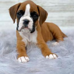 Boxer Puppies from von Ascalon