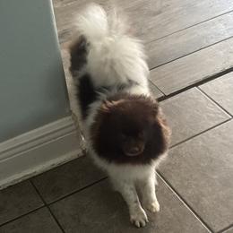 Winnie - Pomeranian