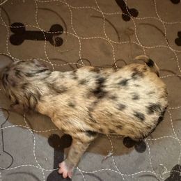 Bella - Blue merle female Australian Shepherd puppy in Marshall, Virginia from Aussie Tales Farm