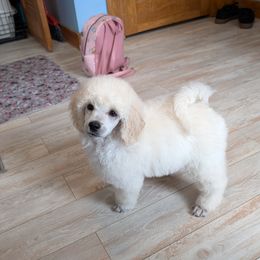 Poodle Puppies from Moirae Poodles