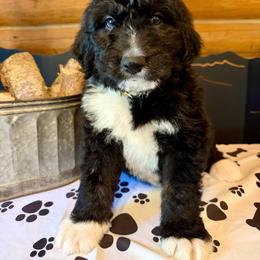 Tan Male - Black and white male Bernedoodle puppy in Priest River, Idaho from HooDoodles