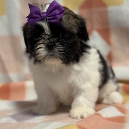 Nix - Red and white female Shih Tzu puppy in Sharon, Pennsylvania from Keystone Danes and Shih tzus