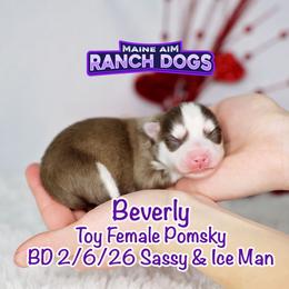 Beverly - Red and white female Pomsky puppy in Humeston, Iowa from M.A.R. Dogs