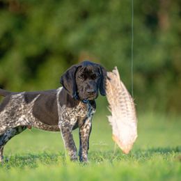 German Shorthaired Pointer and Vizsla Puppies from Nosam Kennels