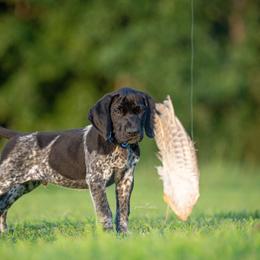 German Shorthaired Pointer and Vizsla Puppies from Nosam Kennels