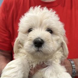 Georgie - Cream male Goldendoodle puppy in Springfield, Pennsylvania from Lesher Goodwin Goldendoodles