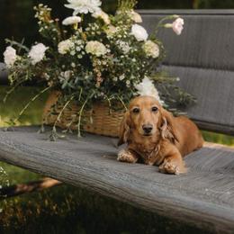 Dachshund Puppies from Monahan Dachshunds