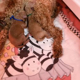 Poodle Puppies from Lil’ Beans and Lil’ Bits