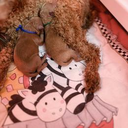 Poodle Puppies from Lil’ Beans and Lil’ Bits