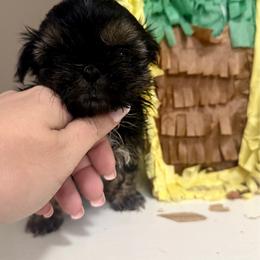 Roman Reigns - Tricolor male Shih Tzu puppy in Warrior, Alabama from The Anderson Farms Kennel