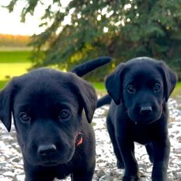 Cavalier King Charles Spaniel and Labrador Retriever All Grown Up from Ozatonka British Labs