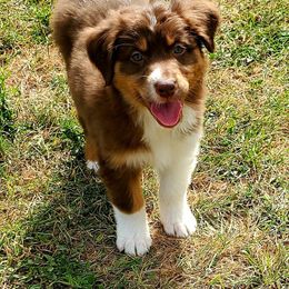 Australian Shepherd Puppies from Blue Sage Aussies