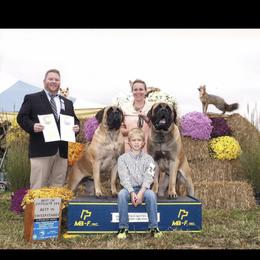 Mastiff and Nova Scotia Duck Tolling Retriever All Grown Up from Coopers Mastiffs