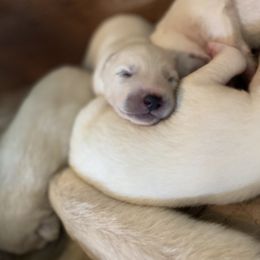 Pomsky and Siberian Husky Puppies from Kristie’s Husky Haven