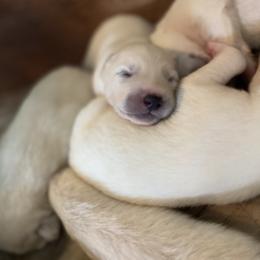 Pomsky and Siberian Husky Puppies from Kristie’s Husky Haven