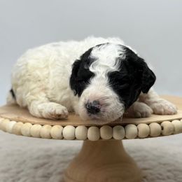 Stuffing - Parti male Poodle puppy in Greeneville, Tennessee from Smokey Mountain Sheepadoodles