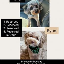 Bernedoodle puppies from Diamond's Doodles