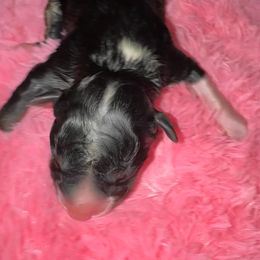 Ayla - Black tri-color female Australian Shepherd puppy in Chaplin, Connecticut from Mystic Moon