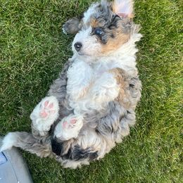 Chai - Blue merle female Bernedoodle puppy in Washougal, Washington from Sandy Creek Bernedoodles