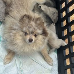 Rue - Pomeranian