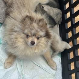 Rue - Pomeranian