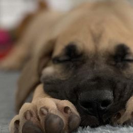 Great Danes from Kozmows Danes