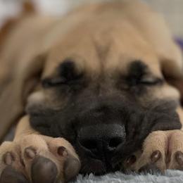 Great Danes from Kozmows Danes