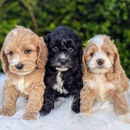 Cockapoo Puppies from Utah Cocker Spaniels