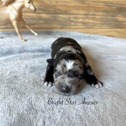 Thowra - Blue merle male Australian Shepherd puppy in Newton, Mississippi from Bright Star Aussies
