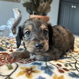 Cato - Cream male Dachshund puppy in Temecula, California from Naomi Magee's Dachshund Kennel