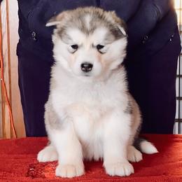 Baguette - Gray and white female Alaskan Malamute puppy in Palmyra, Michigan from Illusion Kennel