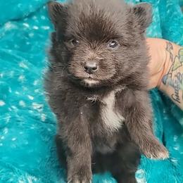 Boy 1 - Black male Pomeranian puppy in Tulsa County, Oklahoma from CP Kennels