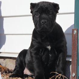 Cane Corso from Woodlands Cane Corso