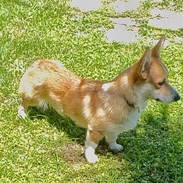 Shelby - Pembroke Welsh Corgi