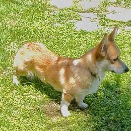 Shelby - Pembroke Welsh Corgi