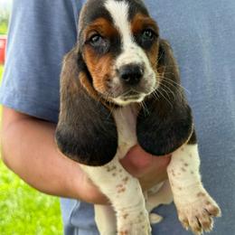 Dil - Black brown and white male Basset Hound puppy in Oronogo, Missouri from Dutton's Show Me Farms