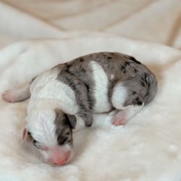 Espresso - Merle male Sheepadoodle puppy in Cleveland, Tennessee from Narrow Path Old English & Sheepadoodles