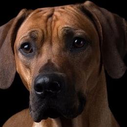 Rhodesian Ridgebacks from Sabig Hounds